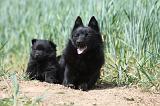 SCHIPPERKE 630